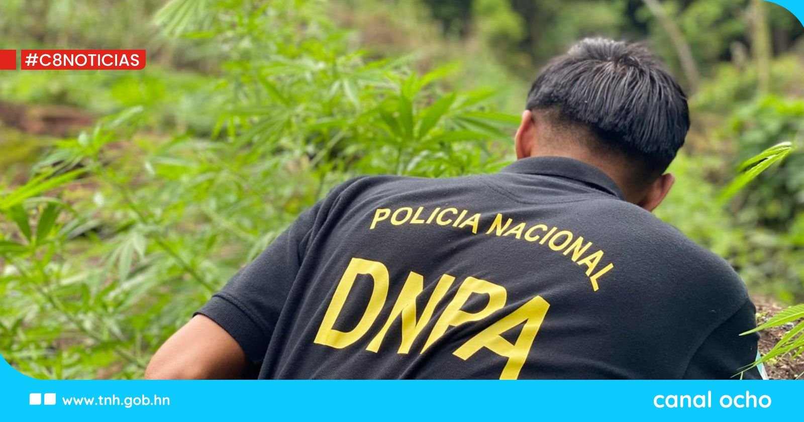 Policía Antidrogas asegura plantación de marihuana en Comayagua