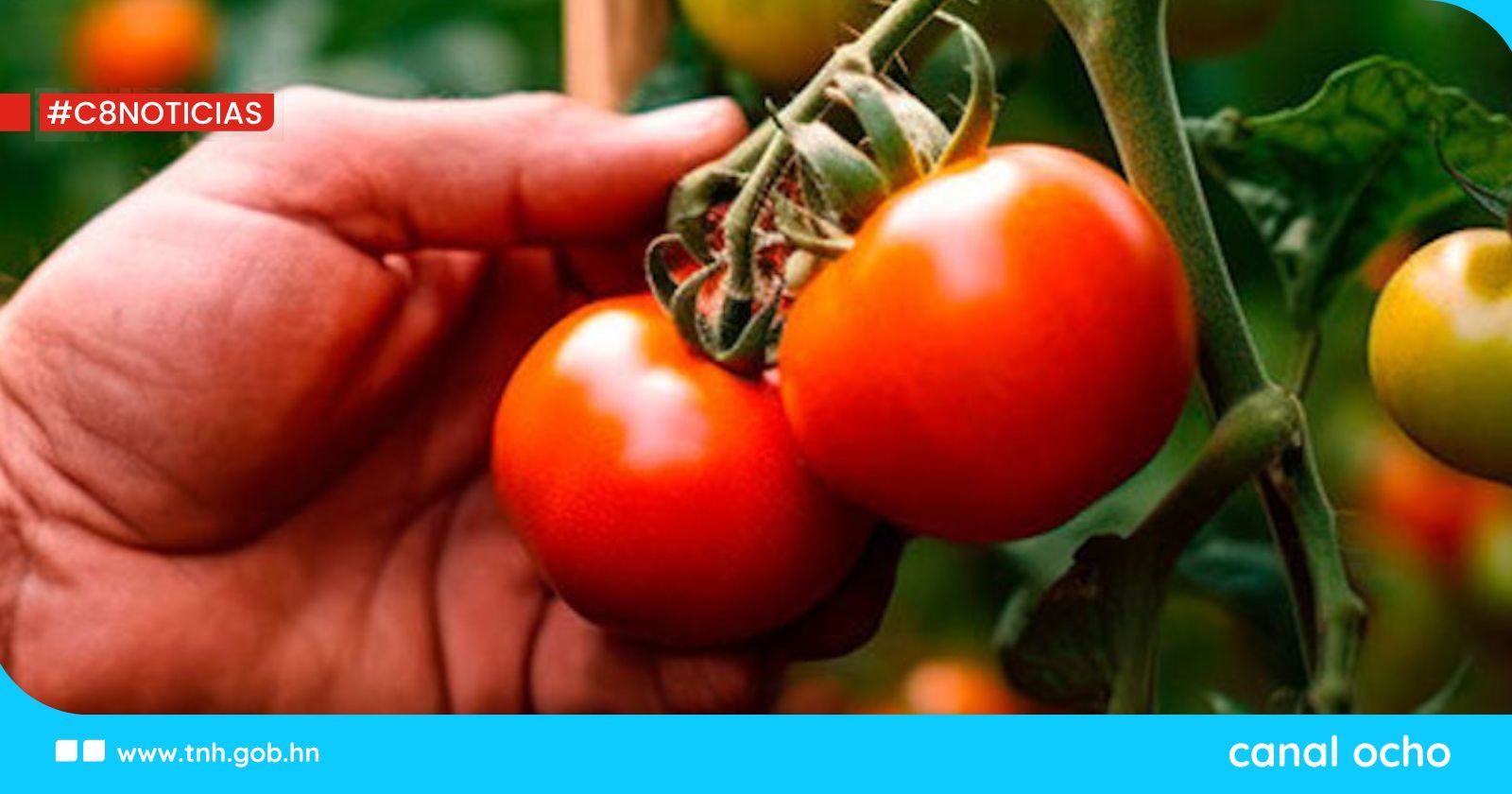 Productores de tomate se recuperan luego de grandes pérdidas