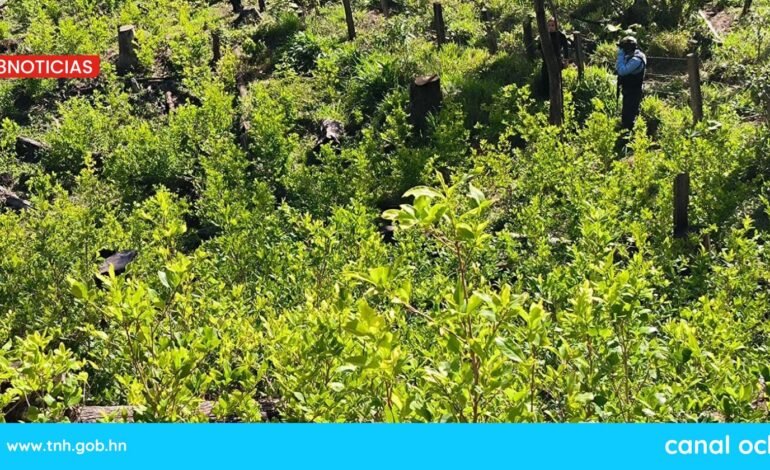 Policía Antidrogas asegura plantación con 40 mil arbustos de coca y narcolaboratorios en Olancho