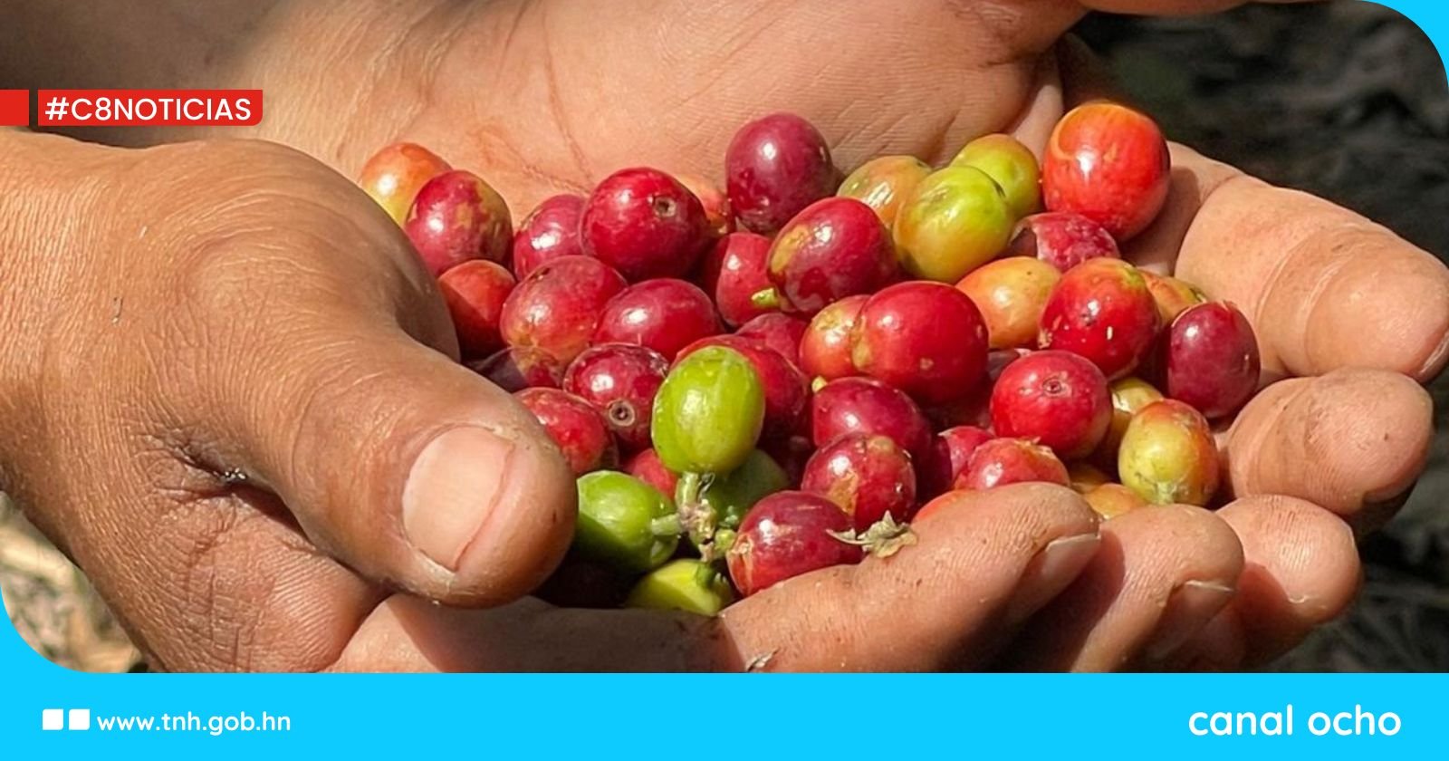 Cosecha de café alcanza el 95 % de avance, mientras Gobierno fortalece apoyo al sector