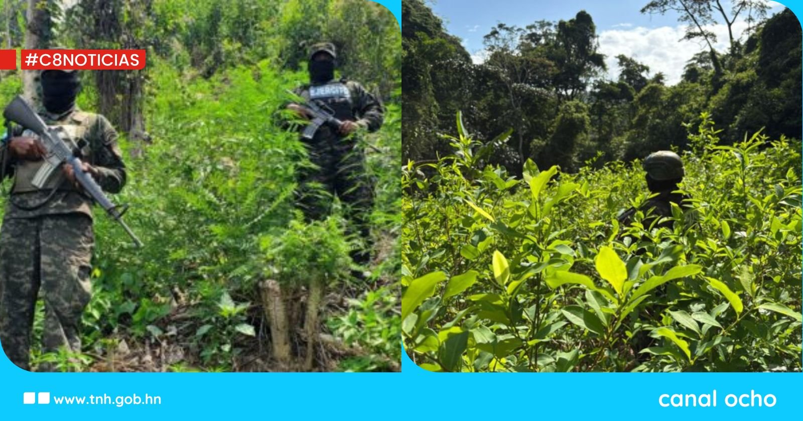 Aseguran plantaciones con más de 45 mil arbustos de hoja de coca en Olancho y Colón