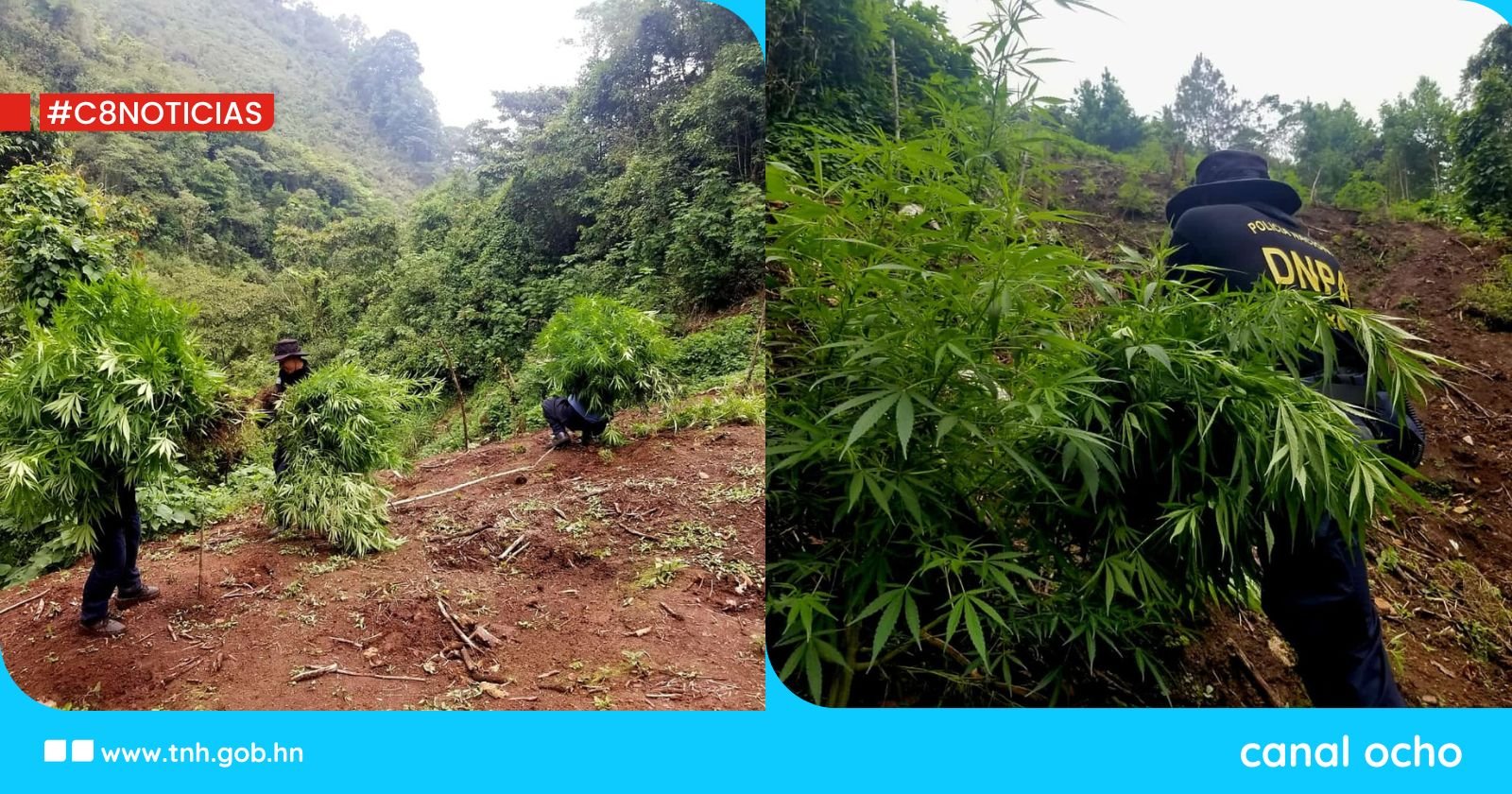 Policía antidrogas erradican 4,000 plantas de marihuana en Comayagua