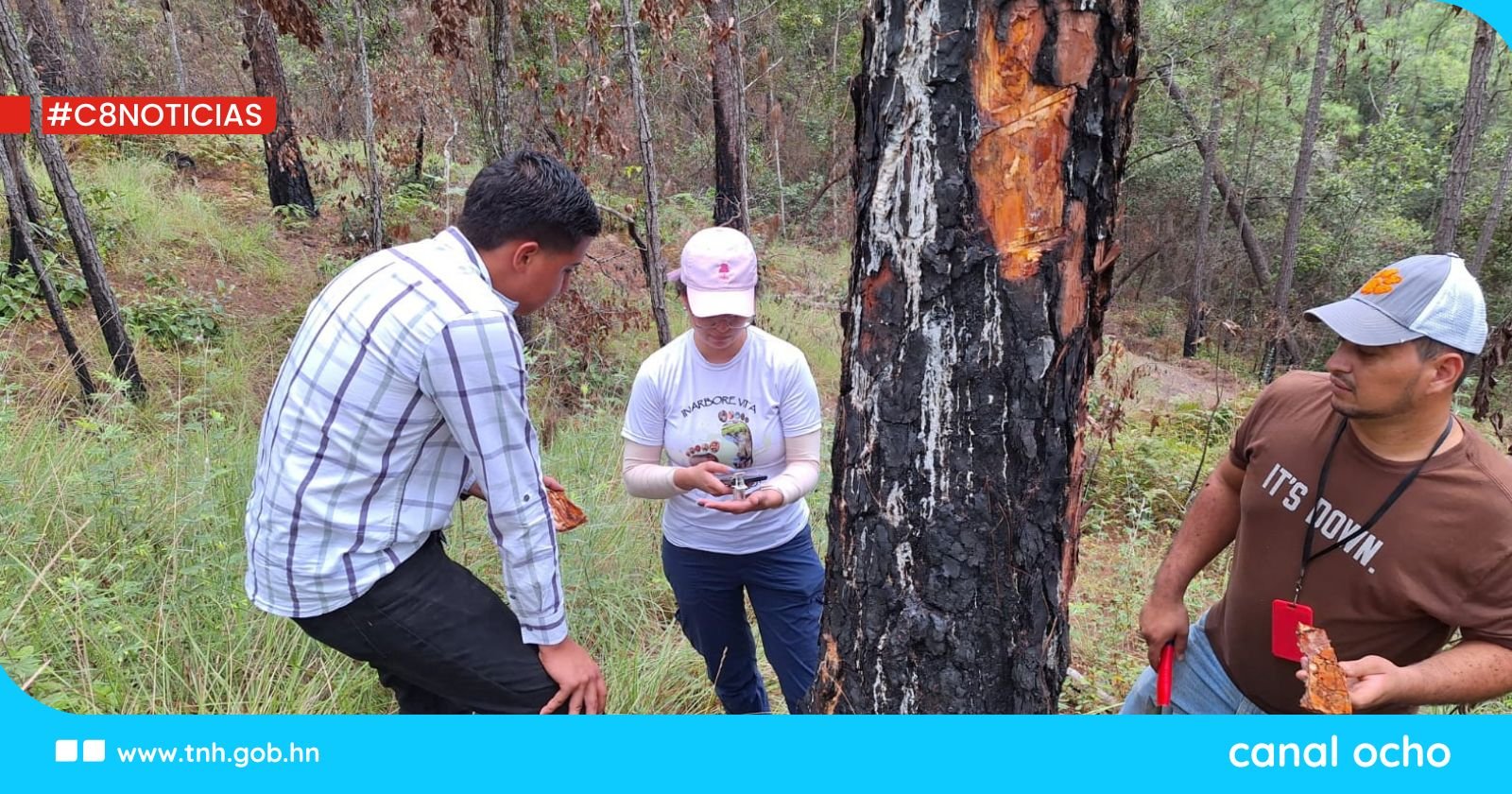 ICF registra control efectivo del 100% de los brotes de insectos descortezadores del pino
