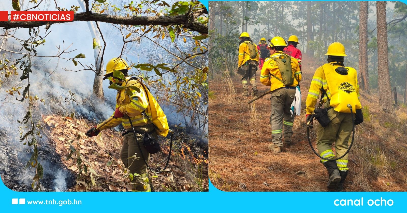 ICF registra reducción del 90 % en la afectación del bosque por incendios forestales