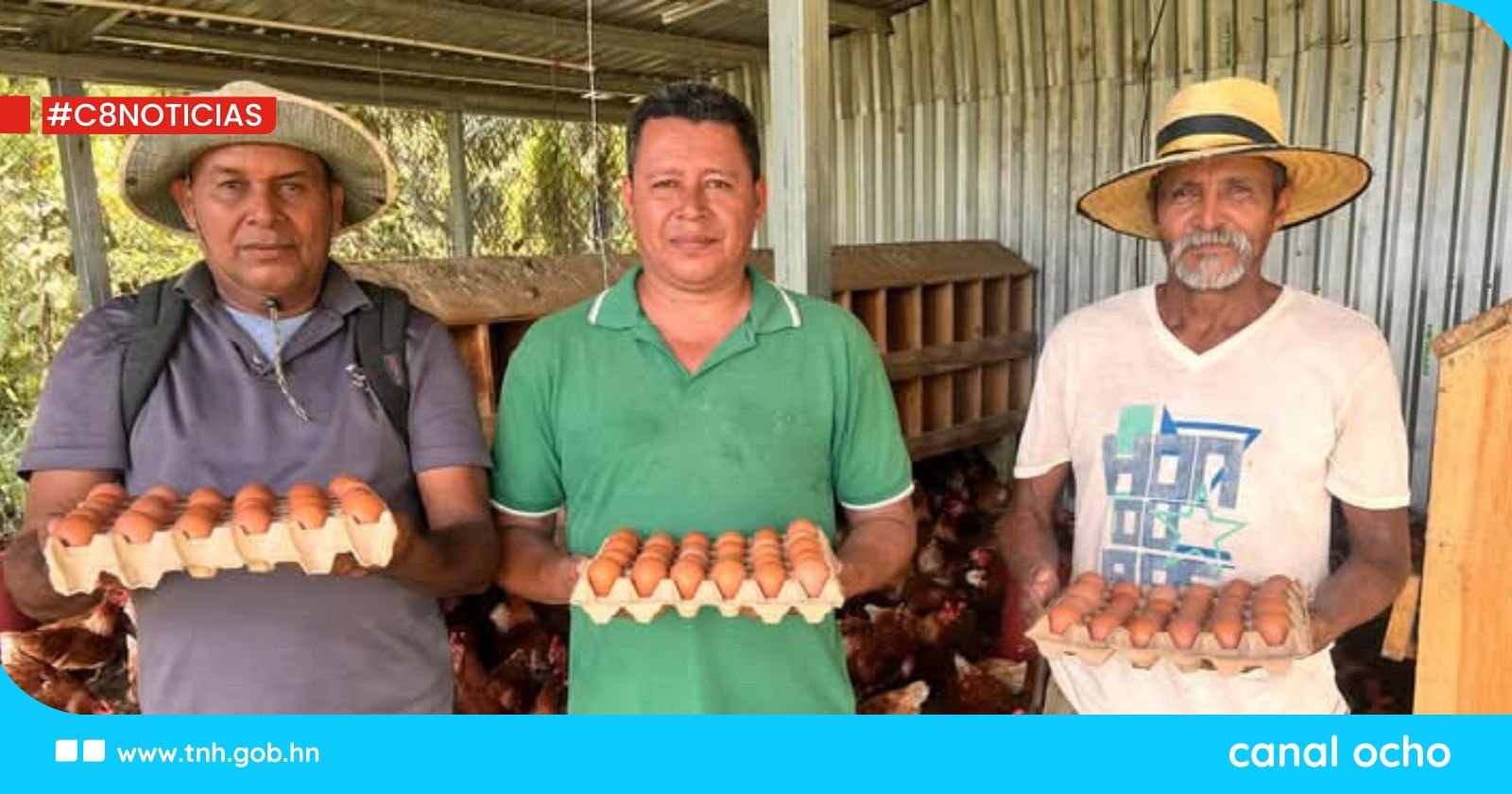 Proyecto Aves de Postura produce más de 300 huevos al día en Colón