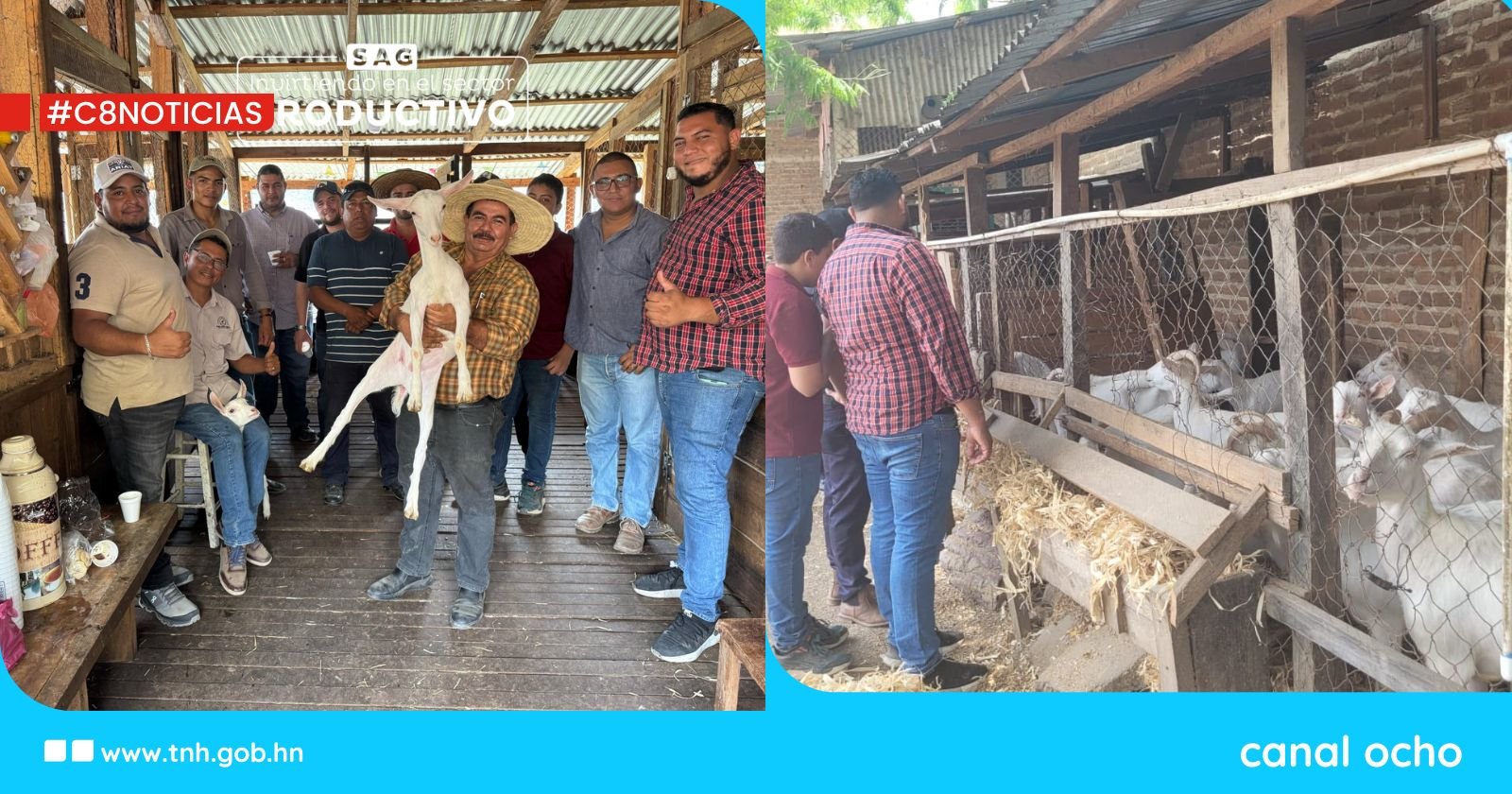 Gobierno impulsa la producción caprina con apoyo directo a familias productoras