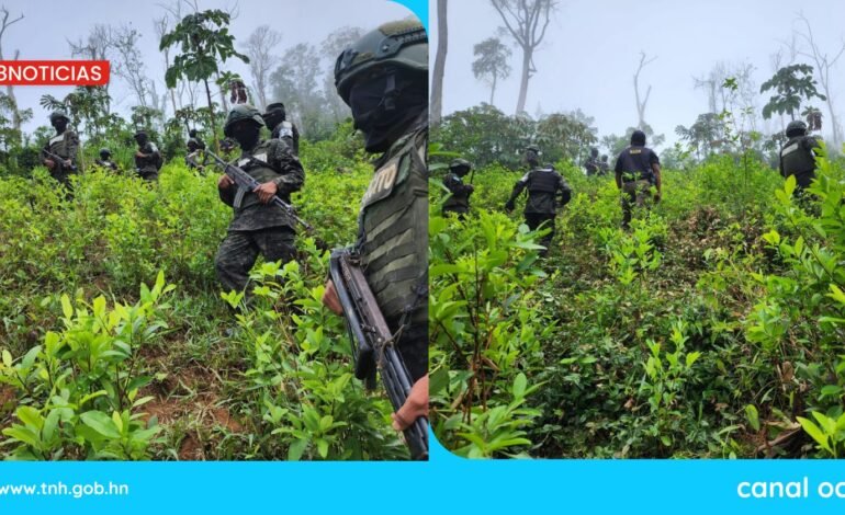 Aseguran dos plantaciones con 21,500 arbustos de hoja de coca en Olancho