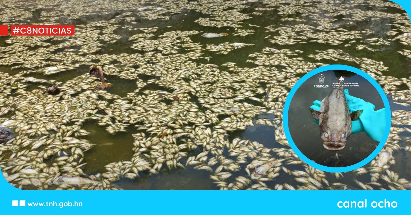 Inspeccionan cascada «El Salto» tras denuncia por mortalidad de peces