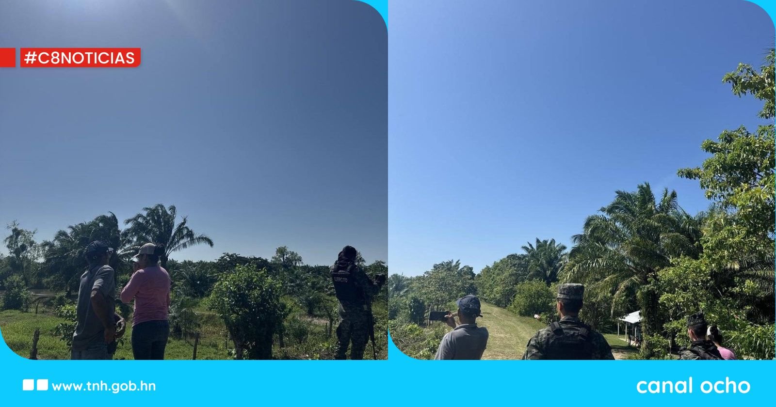 Identifican plantación ilegal de palma en zona de amortiguamiento en parque nacional