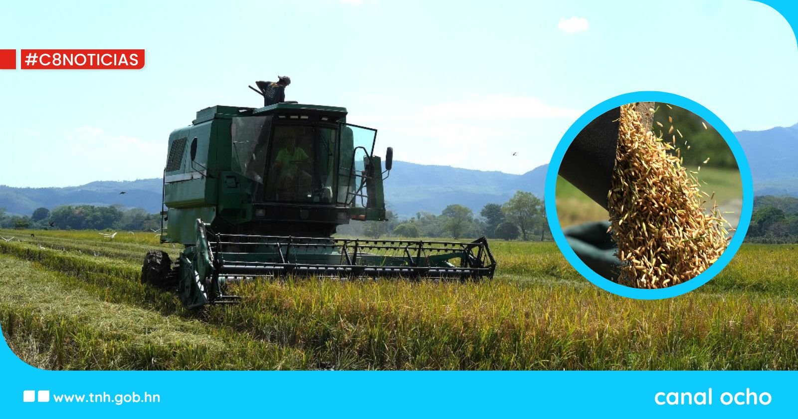 Gobierno le apuesta a la producción nacional de arroz por la seguridad alimentaria
